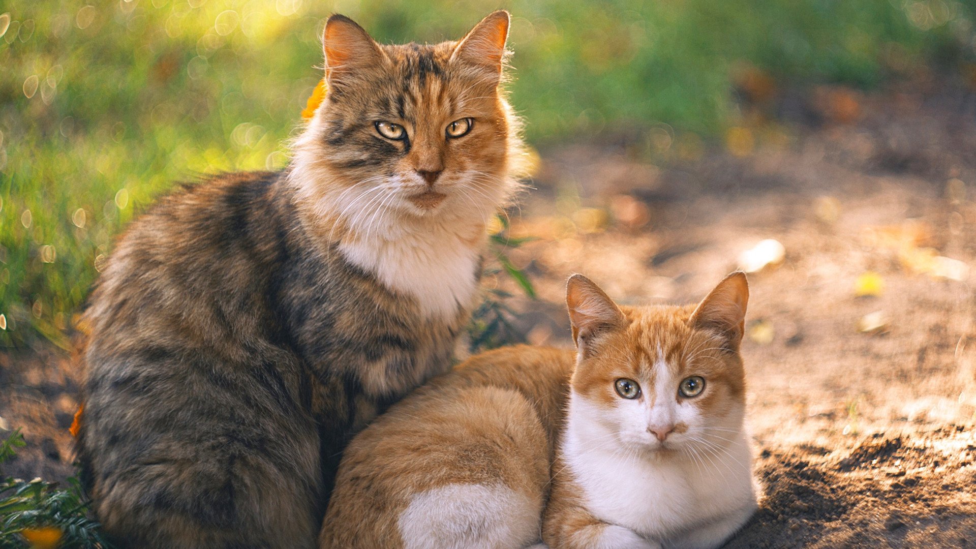 开云APP-范戴克，硬仗之王的铁血美学，与西班牙优雅手术刀收割奥地利之役