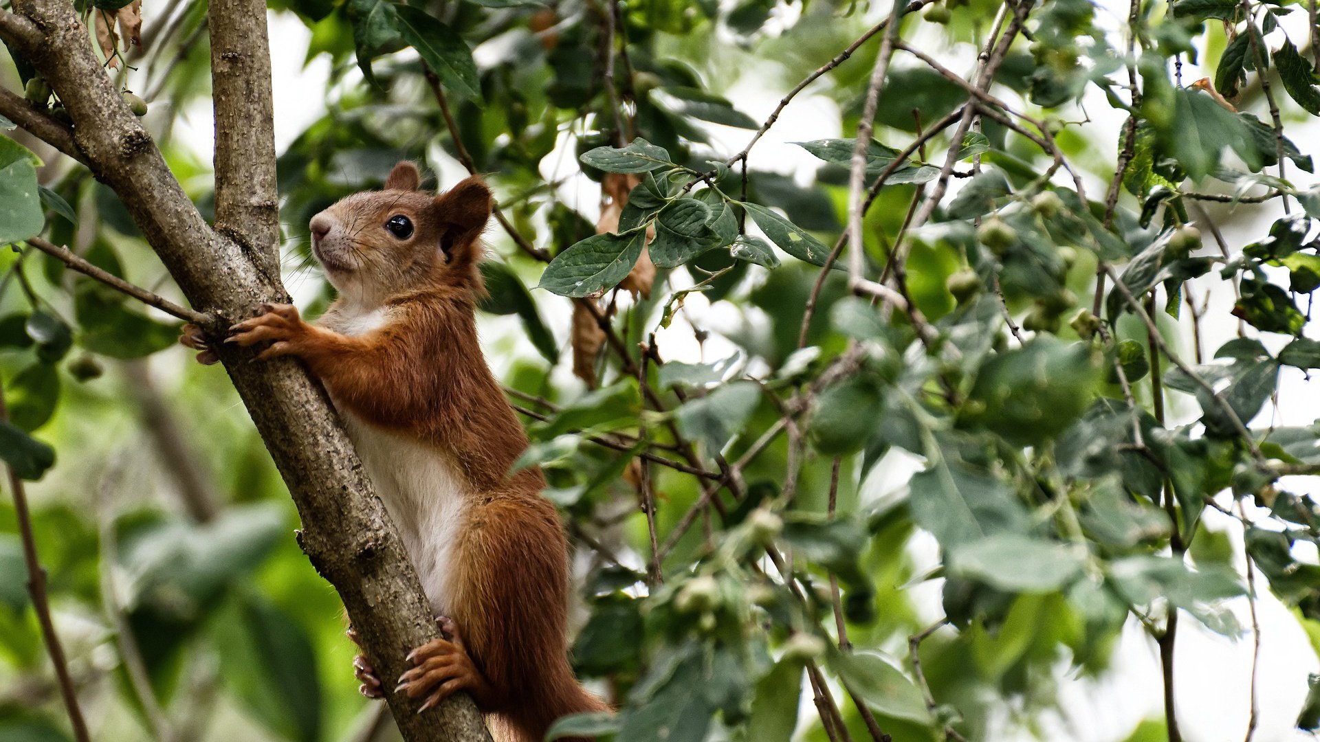 开云体育在线-波兰节奏掌控西班牙战术完胜，加维教科书级表现难掩斗牛士困境